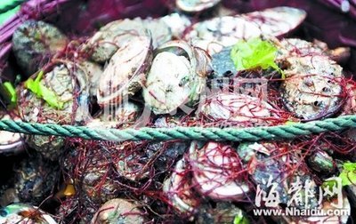 惠安养殖鲍鱼大量离奇死亡 渔民舍不得丢改冷冻_本地新闻_闽南_海都网